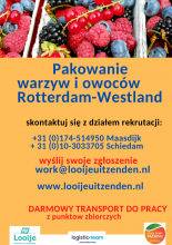 Pakowanie warzyw i owoców - Rotterdam i Westland