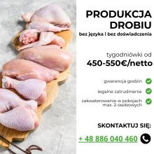 PRACA W HOLANDII NA PRODUKCJI DROBIU