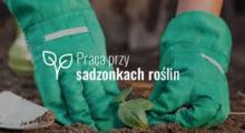 PRACA PRZY SADZONKACH Lottum, Holandia