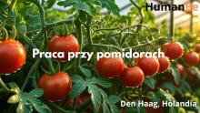 praca sezonowa w Holandii przy pomidorach