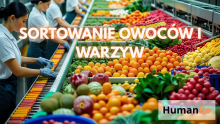 Sortowanie warzyw i owoców , Velno- DLA PAR