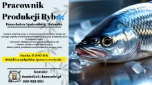Pracownik produkcji ryb