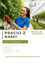 Praca Holandia różne oferty
