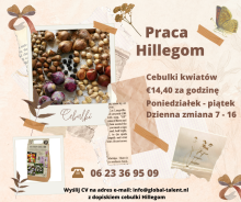 Fajna praca Hillegom