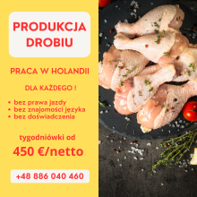 PRACA W HOLANDII NA PRODUKCJI DROBIU