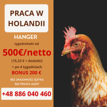 PRACA W HOLANDII NA PRODUKCJI DROBIU