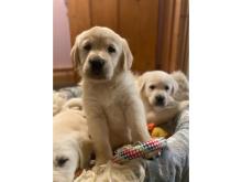 Szczenięta Golden Retriever