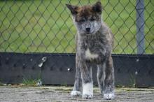 Szczeniaki akita inu