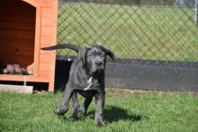 Szczeniaki cane corso w kolorze niebieskim