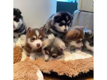 Najsłodszy szczeniak Pomsky