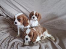 Dwa szczenięta Cavalier King Charles dostępne