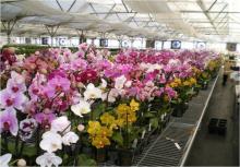 Pracownik szklarniowy – orchidee