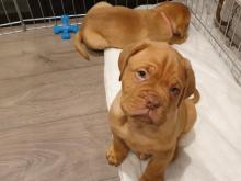 Piękne szczenięta doga de Bordeaux,