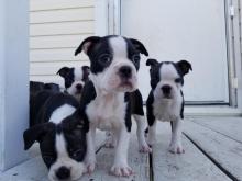 Szczeniaki bullteriera staffordshire bull terriera
