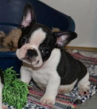 Szczeniaki bullterriera Numer WhatsApp: +31 6 877