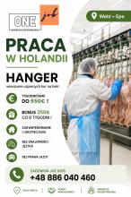 PRACA W HOLANDII