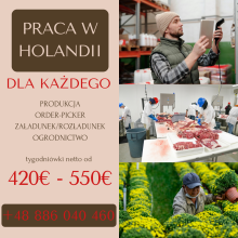 PRACA W HOLANDII DLA KAŻDEGO!
