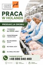 PRACA W HOLANDII NA PRODUKCJI DROBIU