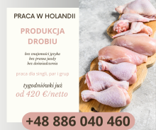PRACA W HOLANDII DLA KAŻDEGO!
