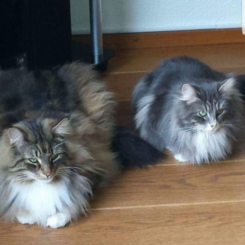 grazyna mazur (aneczka), arnhem, waeszawa