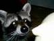 robert bartkowiak (raccoon), rotterdam, poznan