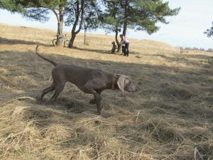 Hodowla Wyżłów weimarskich Carski Trakt (carskitrakt), Bielsk Podlaski