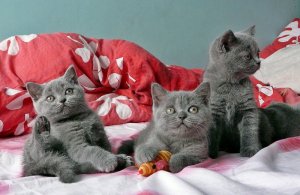 Koci Blask (Kociblask), Mielec