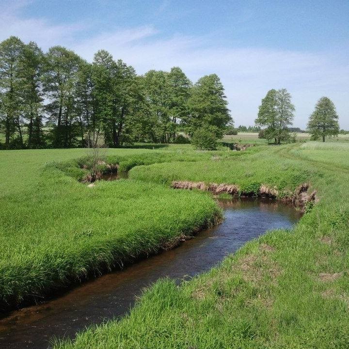 Misiak Szorstki (Zaspokajacz), Zwolen