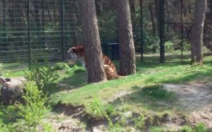 facet12 (Wojtek XXXXX)