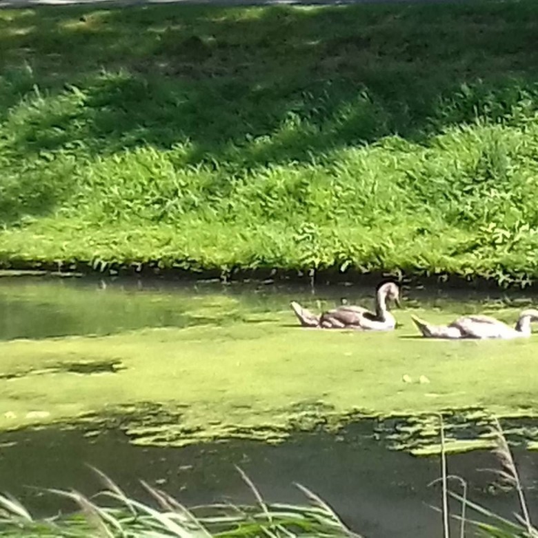 Brygida Lipiec Czernecka (BrygidaLipiecCzernecka), Stalowa Wola