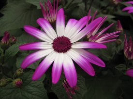 malenka (Kasia :))