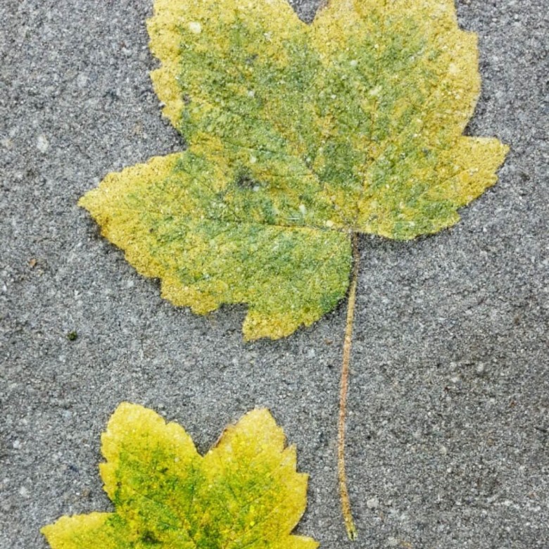 Kinga Anawa (KingaAnawa)