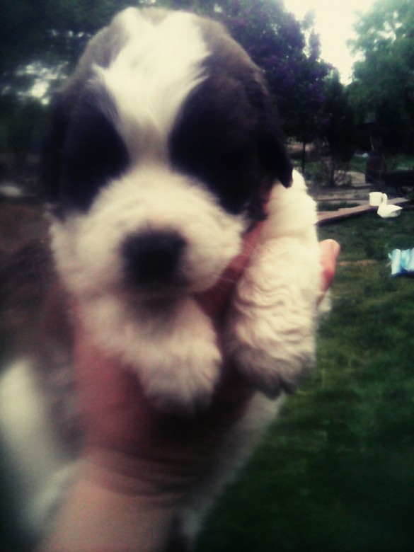 Piotr mucha  (Piotr mucha)