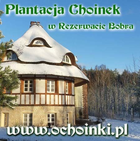 Plantacja Choinek  (Plantacja Choinek), Chomino