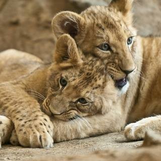 Katarzyna Orzeł (KatarzynaOrzel)