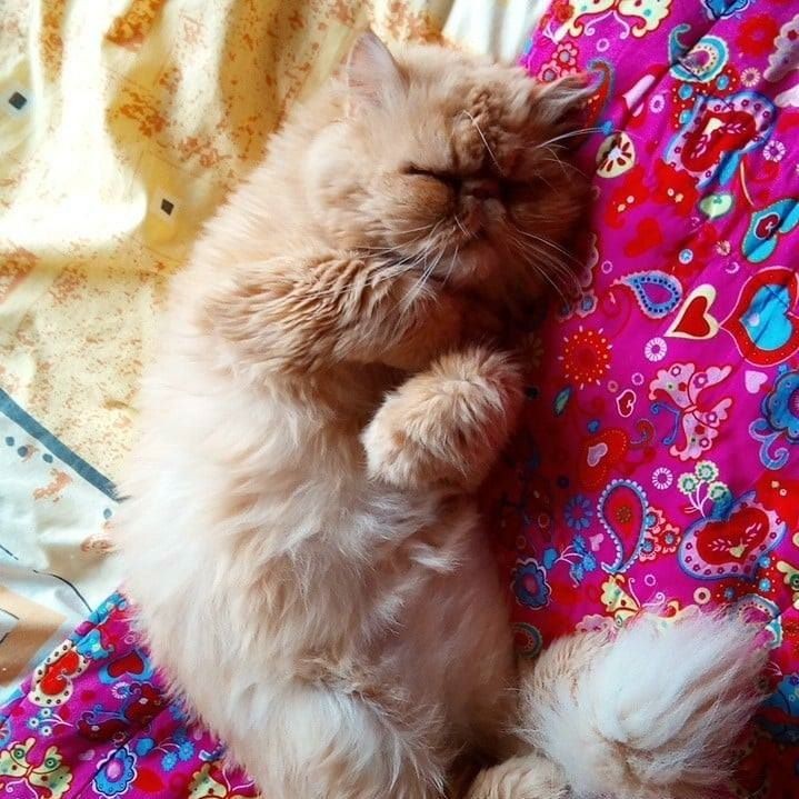 Piotr Kosecki (PiotrKosecki), Kapelle