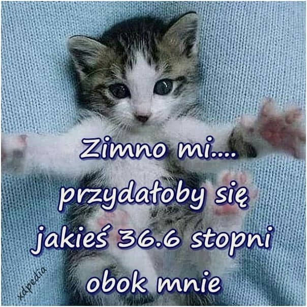 Piotr Szy (PiotrDominikaSzym), Silvode, Radlin