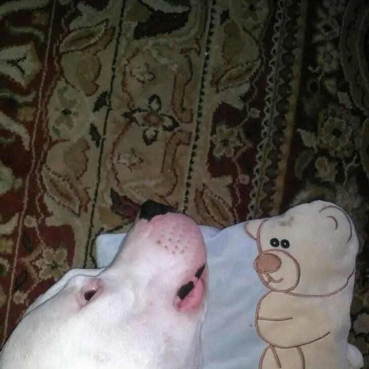 Szczurix Wiadomix (SzczurixWiadomix), Warsaw