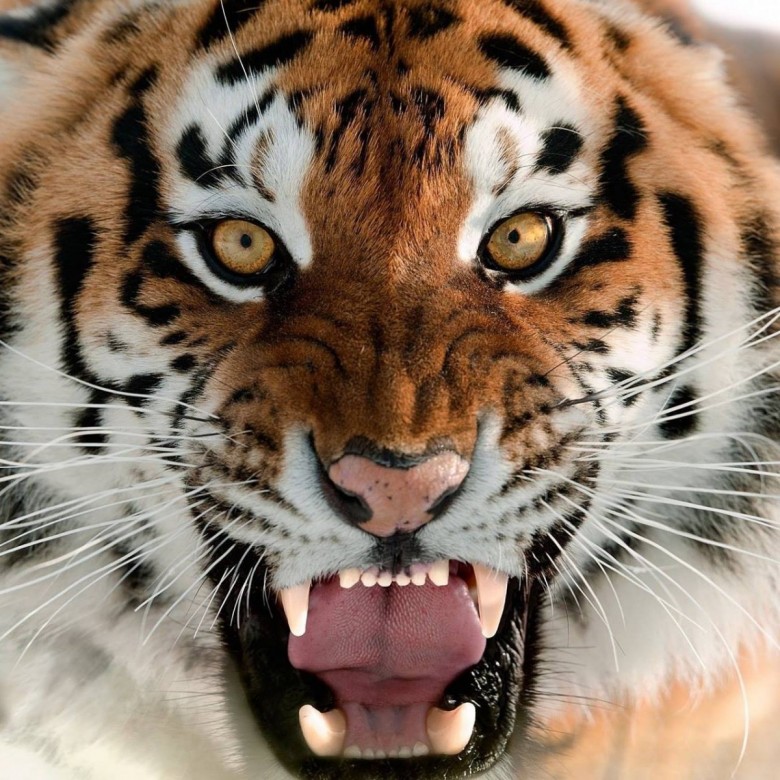 Mateusz Polska (MateuszPolska), Wouwse plantage, Czestochowa