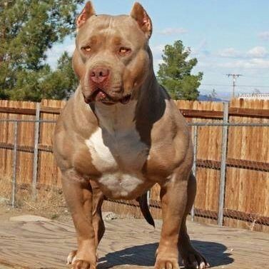 Nikodem Zyborowicz (NikodemZyborowicz), Rotterdam, Pruszcz Gdanski