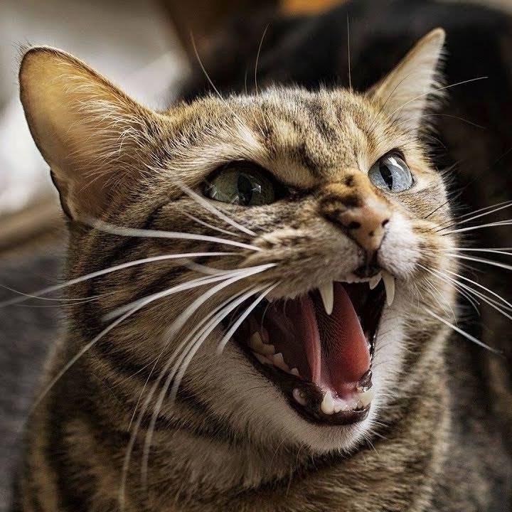 Rosa Diaz (RosaDiaz)