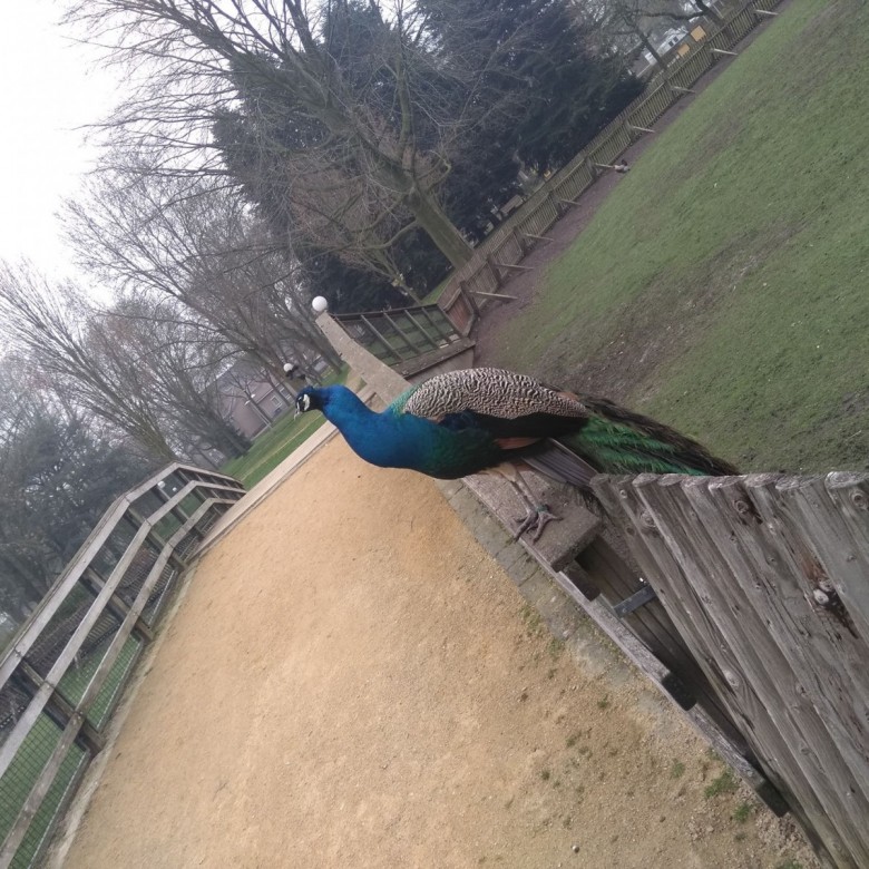 EMIL00 Illl (EMIL00), Helmond, Opole