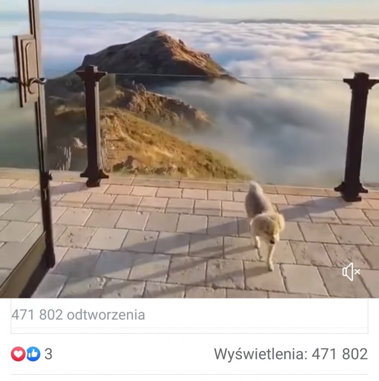 Dsandriej Pająk (DsandriejPajak)