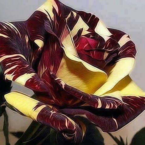 Flora Dutch (FloraDutch), Rotterdam