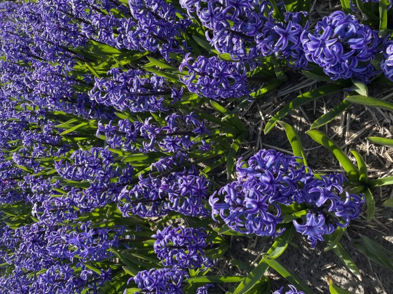 JuliaRoma  (JuliaRoma), Haarlem
