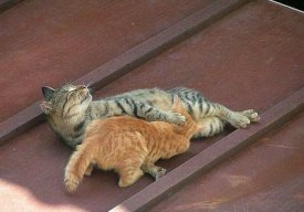 on też on (gizmo), nl, pl