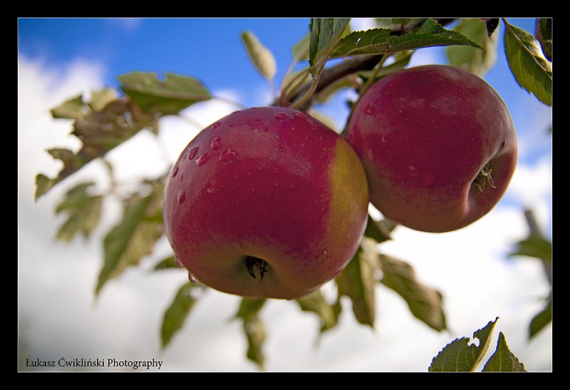 apples
