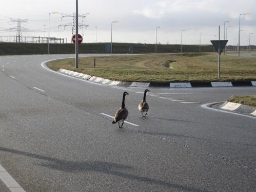 Piesze na drodze.:)