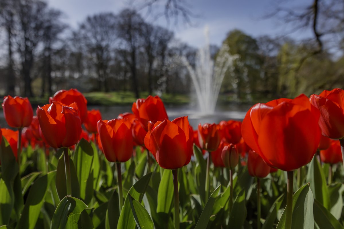 Sezon w Keukenhof – jednym z najpiękniejszych ogrodów w Holandii