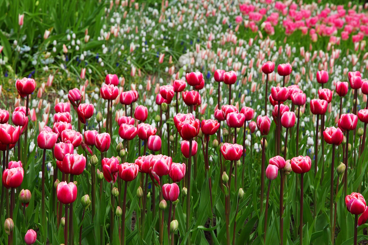 Festiwal Kwiatów w Aalsmeer